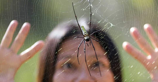 fear of spiders