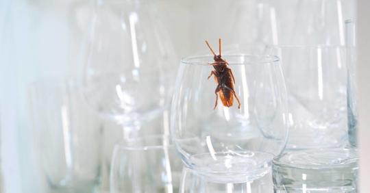 Roach in a drinking glass