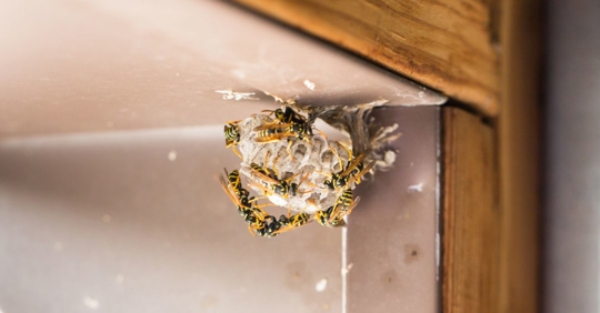Close up of a Wasp's Nest