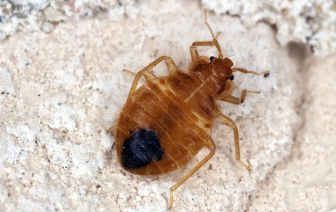 bed bug up close in a home