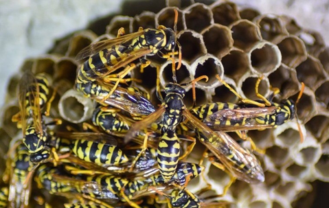 close up of wasps on a nest
