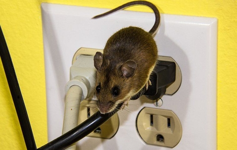 mouse crawling on wires in a home